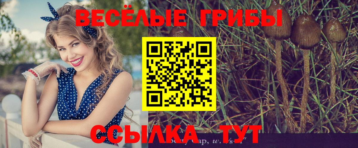 Псилоцибиновые грибы Psilocybine cubensis  Псилоцибиновые грибы Psilocybine cubensis  Вход с VPN  Бугульма 